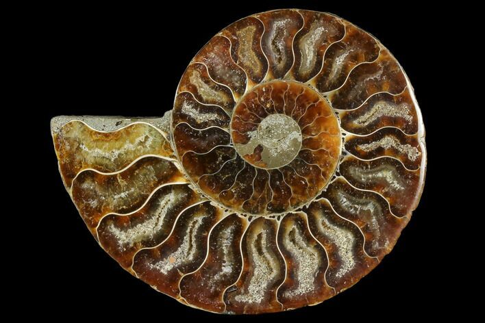 Agatized Ammonite Fossil (Half) - Madagascar #114914